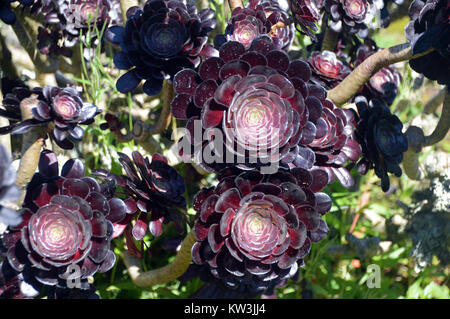 Lila (Aeonium arboreum Atropurpureum) in den Klostergärten, Tresco Insel, Isles of Scilly, Cornwall, Großbritannien angebaut Stockfoto