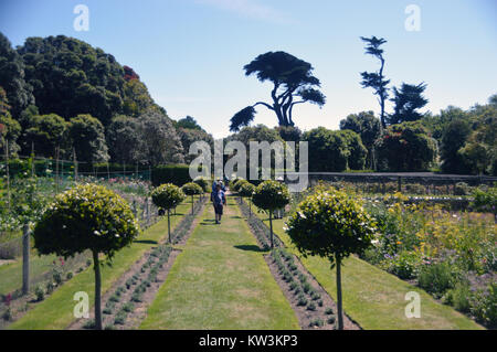 Menschen zu Fuß in das Gemüse & Obst Gärten bei Abbey Gardens, Tresco Insel, Isles of Scilly, Cornwall, UK. Gemüse Stockfoto
