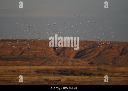 Bitter Lake im Pazifischen Nordwesten ist bekannt für seine vielfältige Vogelwelt. Das Bild fängt Vögel im Flug über den See ein und zeigt die natürliche Schönheit und Tierwelt der Region. Stockfoto