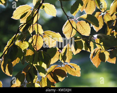 Blutbuche... Gutspark Marienfelde. Blaetter. im Gegenlicht. Stockfoto