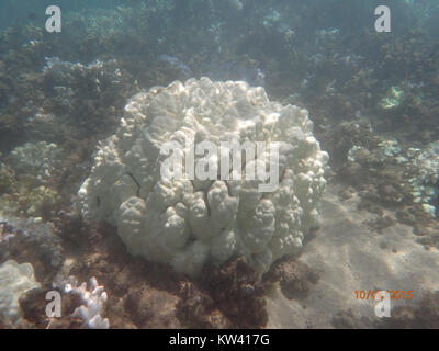 Die gebleichte Korallenkolonie Porites lobata stellt eine Korallenart dar, die Stress ausgesetzt ist, typischerweise aufgrund steigender Meerestemperaturen, die zum Verlust symbiotischer Algen führen. Dieses Phänomen deutet auf Umweltveränderungen hin, die sich auf Meeresökosysteme auswirken. Stockfoto