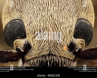 Blister Käfer (epicauta Immaculata) (23585866061) Stockfoto