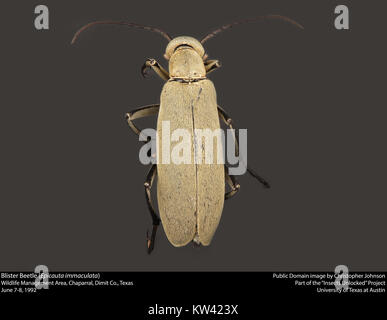 Blister Käfer (epicauta Immaculata) (23300371049) Stockfoto