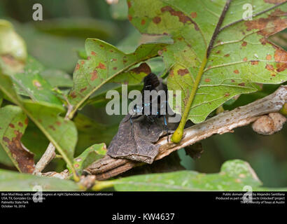 Blaue Schlamm Wasp (Sphecidae, Chalybion californicum) (31102442545) Stockfoto