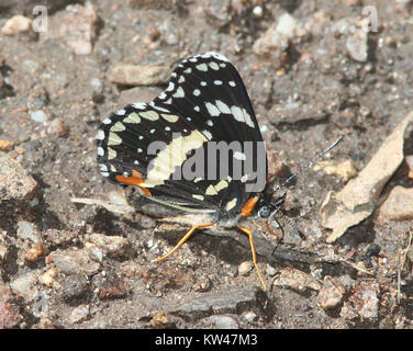 Der Bordered Patch (Chlosyne lacinia) ist eine Schmetterlingsart, die am 27. Juli 2009 im Ramsey Canyon in Arizona beobachtet wurde. Bekannt für sein markantes oranges und schwarzes Muster, wird es häufig im Südwesten der Vereinigten Staaten gefunden und ist für seine schönen Markierungen bekannt. Stockfoto
