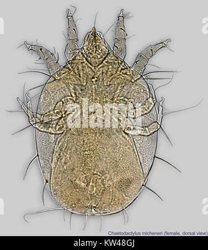 Dieses Bild zeigt eine Nahaufnahme eines weiblichen Chaetodactylus micheneri, einer Milbenart, mit dorsaler Ansicht unter starker Vergrößerung. Er hebt seine physische Struktur und seine Merkmale hervor. Stockfoto