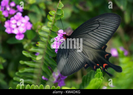 Dieses Bild zeigt eine Kombination von Farben: Schwarz, rot, lila und grün, möglicherweise in einem abstrakten oder künstlerischen Kontext, die das Zusammenspiel lebendiger Farbtöne zeigt. Stockfoto