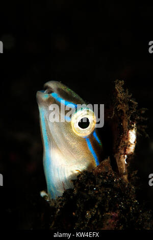 Blau gestreifter BLENNY (PLAGIOTREMUS RHINORHYNCHOS) AUS INDONESIEN Stockfoto