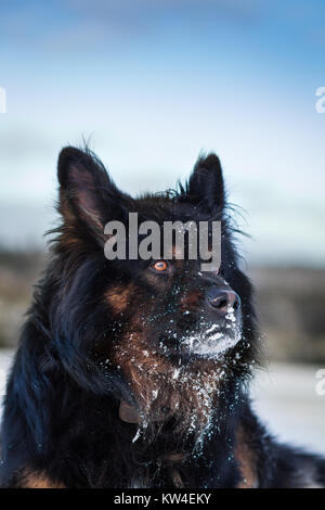 Schwarz alt Deutscher Schäferhund Portrait im Schnee Stockfoto