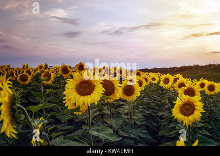 Sonnenblumen in die Felder während des Sonnenuntergangs. Sonnenblumenfeld Natur. Die Landwirtschaft. Stockfoto
