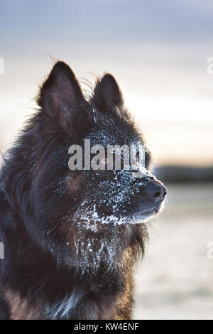 Schwarz alt Deutscher Schäferhund Portrait im Schnee Stockfoto