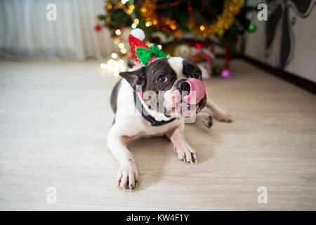 Eine Französische Bulldogge Hund streckte seine Zunge in der Nähe der Weihnachtsbaum Stockfoto