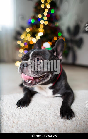 Eine Französische Bulldogge Hund streckte seine Zunge in der Nähe der Weihnachtsbaum Stockfoto