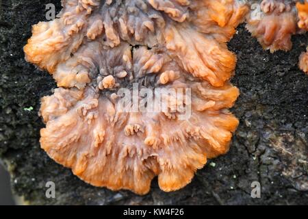 Faltige Kruste Pilze, Phlebia radiata Stockfoto