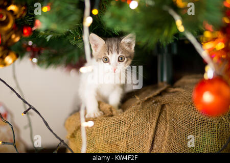 Kleines Kätzchen spielt unter einem Weihnachtsbaum mit Girlanden Stockfoto