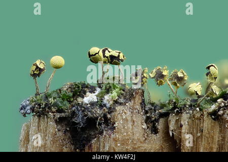 Golden Schleimpilze Physarum viride var. aurantiacum, Stockfoto
