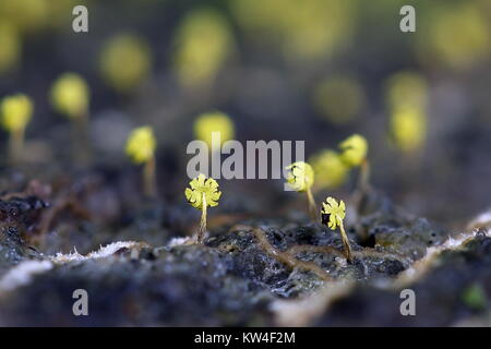 Golden Schleimpilze Physarum viride var. aurantiacum, Stockfoto