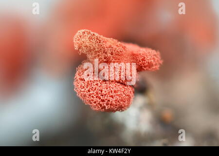 Karneval candy Schleimpilze Arcyria denudata, Stockfoto