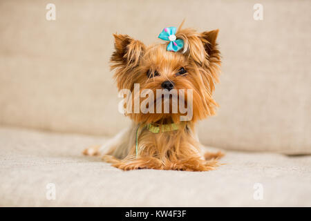 Miniatur Hunderasse Yorkshire Terrier mit blauer Schleife in einem grünen Kragen liegt auf der Couch Stockfoto