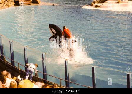 Ein Trainer reitet auf dem Rücken eines Killer Whale, wie es Sprünge aus dem Wasser, das Sea World in San Diego, Kalifornien, 1975. Stockfoto