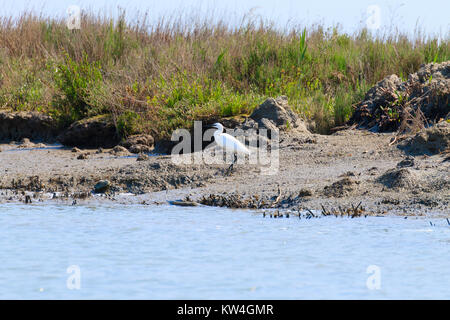 Nahaufnahme von ein Seidenreiher von "Delta del Po" Lagune. Italien, Natur, Vogelbeobachtung Stockfoto