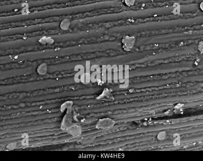 Rasterelektronenmikroskop (REM) Aufnahme der Oberfläche eines Stück foxtail Grass (Hordeum murinum), bei einer Vergrößerung von 1000x 2016. Stockfoto