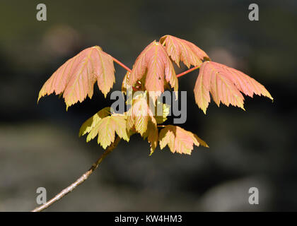 Bergahorn - Acer pseudoplatanus Frischer Frühling Blätter Stockfoto