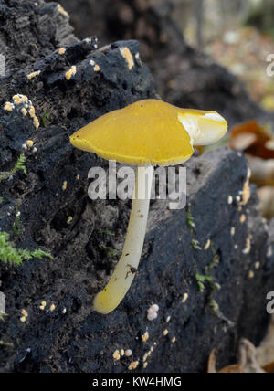 Lion Shield Pilz - Pluteus leoninus Gelben Pilz der Toten anmelden Stockfoto