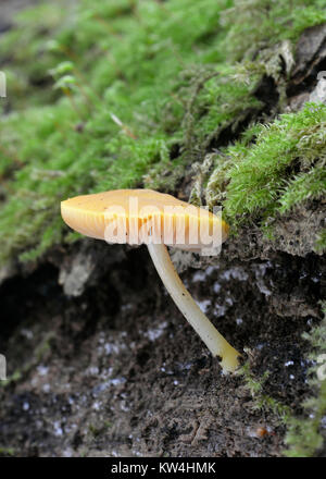 Lion Shield Pilz - Pluteus leoninus Gelben Pilz der toten Baumstumpf Stockfoto