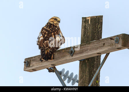 Ein schöner Hawk ist auf einem hölzernen Pol in der Nähe Davenport, Washington thront. Stockfoto