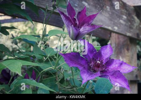 Eine Violette Clematis blüht auf ein hölzernes Gitter, mit neuen Blütenknospen, teilweise offene Blüte und einer voll geöffneten Blüte zeigt die Phasen der Blüte. Stockfoto