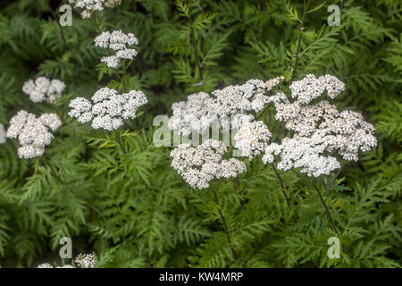 Achillea grandiflora Stockfoto