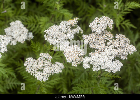 Achillea grandiflora Stockfoto