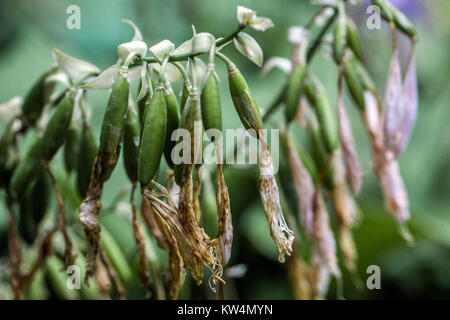 Hosta reifenden Samen, Nahaufnahme Stockfoto