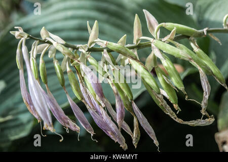 Hosta reifenden Samen Stockfoto