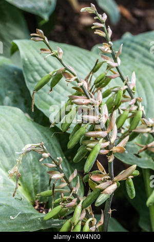 Hosta reifenden Samen Stockfoto