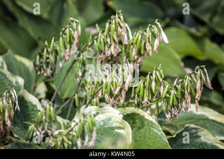 Hosta reifenden Samen Stockfoto