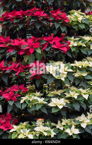 Euphorbia pulcherrima. Infinity Polar- und roten Weihnachtsstern weihnachten Anzeige an RHS Wisley Gardens. Surrey, England Stockfoto