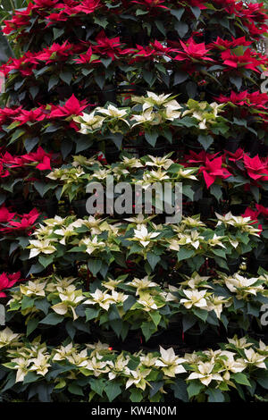 Euphorbia pulcherrima. Infinity Polar- und roten Weihnachtsstern weihnachten Anzeige an RHS Wisley Gardens. Surrey, England Stockfoto