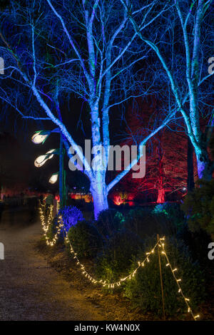 Weihnachtsbaumbeleuchtungen an RHS Wisley Gardens, Surrey, England. Weihnachten Leuchten Festival 2017 Stockfoto