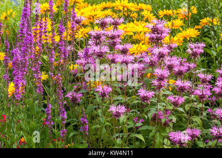 Monarda, falsche Sonnenblumen und lila Loosestrup im Sommer Gartenrand Blumen gemischte Blumen lila Gartenblumen zeigen ein farbenfrohes Blumenbeet Stockfoto