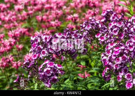 Phlox paniculata 'racon' im Sommer Garten, Monarda Hintergrund lila Garten Stockfoto