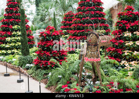 Euphorbia pulcherrima. Rudolf der roten Nase Rentier und Infinity Polar- und roten Weihnachtsstern weihnachten Anzeige an RHS Wisley Gardens. Surrey, England Stockfoto