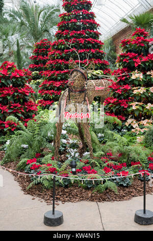 Euphorbia pulcherrima. Rudolf der roten Nase Rentier und Infinity Polar- und roten Weihnachtsstern weihnachten Anzeige an RHS Wisley Gardens. Surrey, England Stockfoto