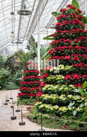 Euphorbia pulcherrima. Infinity Polar- und roten Weihnachtsstern weihnachten Anzeige an RHS Wisley Gardens. Surrey, England Stockfoto