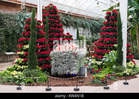 Euphorbia pulcherrima. Infinity Polar- und roten Weihnachtsstern weihnachten Anzeige an RHS Wisley Gardens. Surrey, England Stockfoto