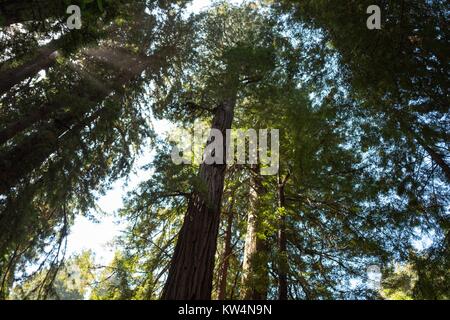 Die Haube durch hohe Bäume erstellt am Muir Woods National Monument, Mill Valley, Kalifornien, 5. September 2016 von unten gesehen. Stockfoto