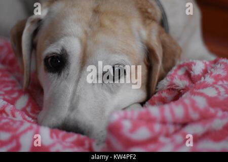 Weißer Labrador Retriever Hund schlafen, rosa Decke Stockfoto