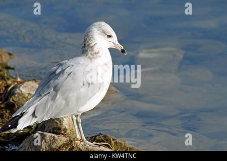 Möwe, die entlang der felsigen Küste mit Blick auf das Wasser Stockfoto