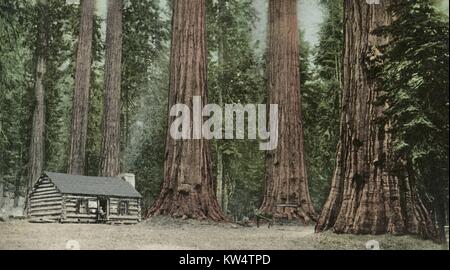 Postkarte mit einer Kabine unter einem Wald von Mammutbäumen, Kalifornien, 1907. Von der New York Public Library. Stockfoto